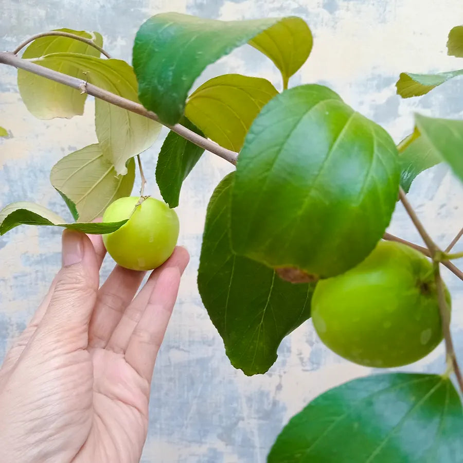 Red Miss India Apple Ber Hybrid Graftad Fruit Plant