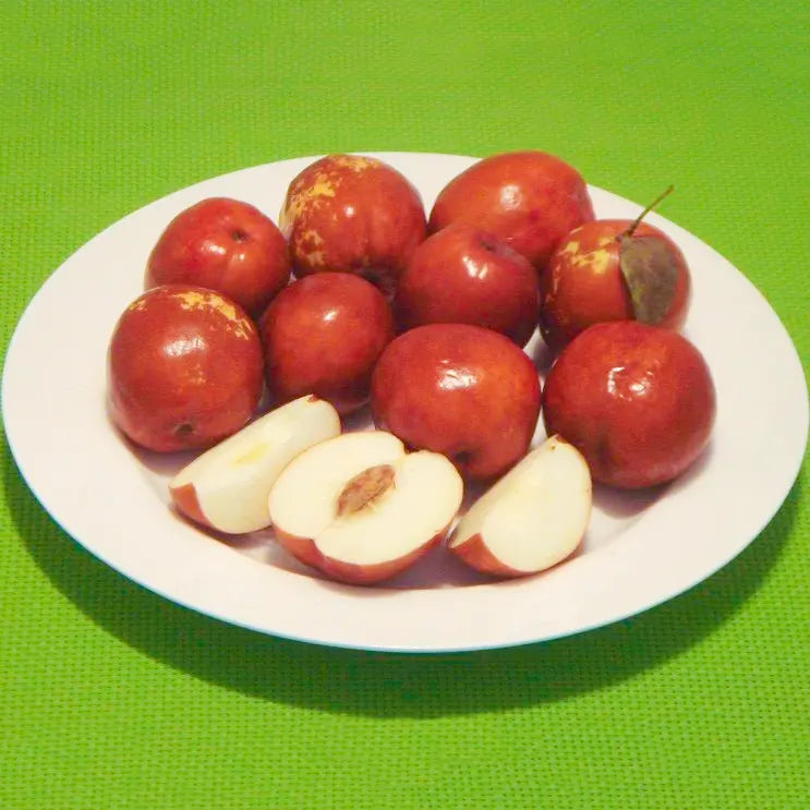 Red Miss India Apple Ber Hybrid Graftad Fruit Plant