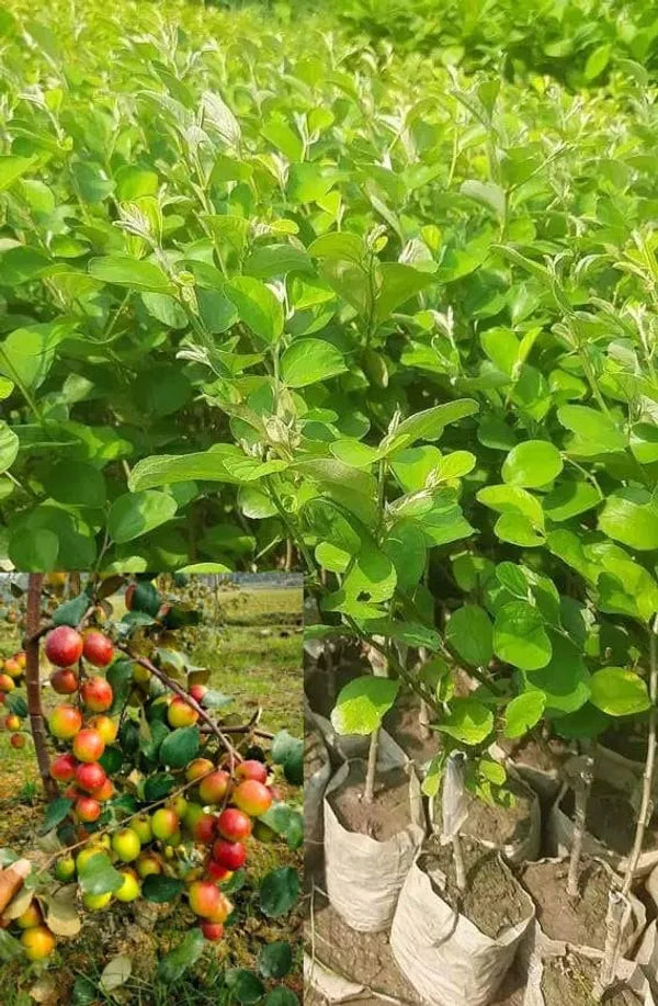 Thai Apple Ber Hybrid Grafted Fruit Plant