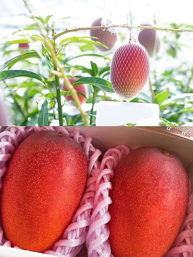 Miyazaki Japanese Mango Hybrid Graftad Plant