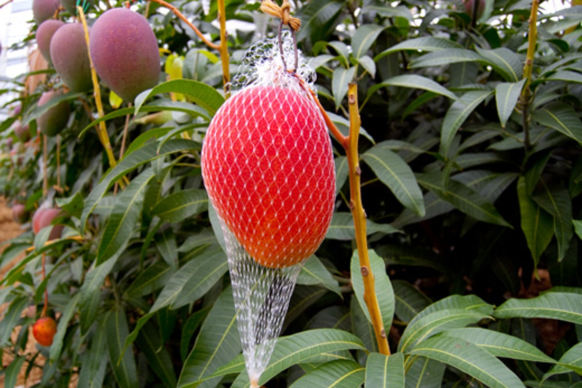 Miyazaki Japanese Mango Hybrid Graftad Plant