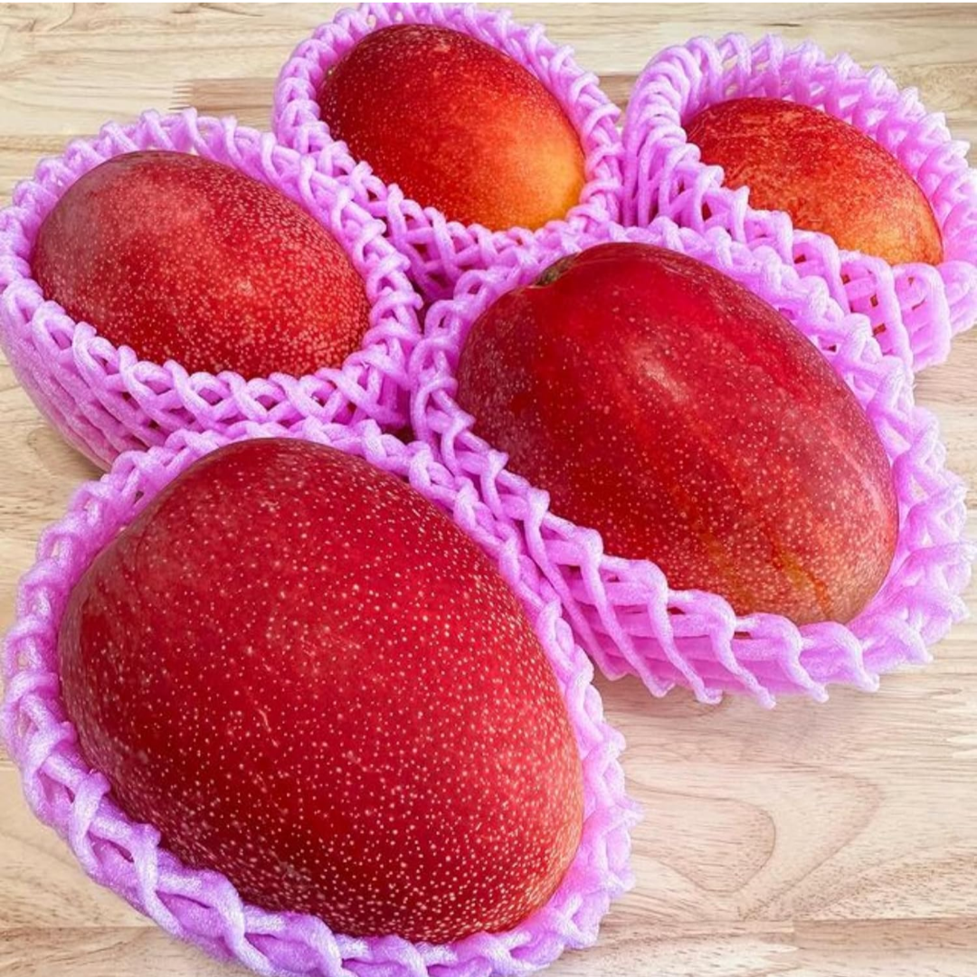 Miyazaki Japanese Mango Hybrid Graftad Plant