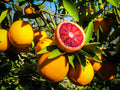 Thai Moro Blood Orange Dwarf Varieties Fruit Plant