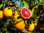 Thai Moro Blood Orange Dwarf Varieties Fruit Plant