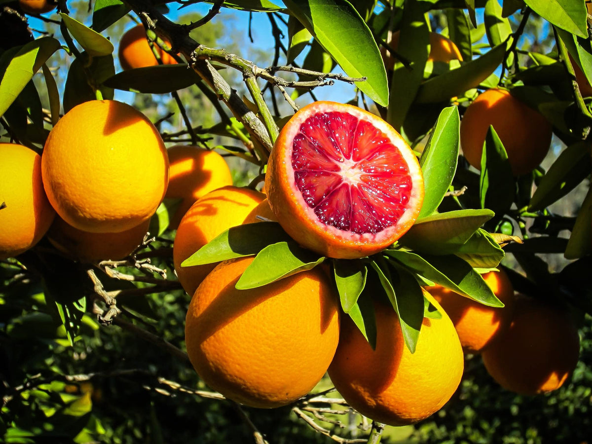 Thai Moro Blood Orange Dwarf Varieties Fruit Plant