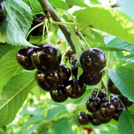 Sweet Cherry Hybrid Air Learning Grafted Fruit Plant (pack Of - 1)