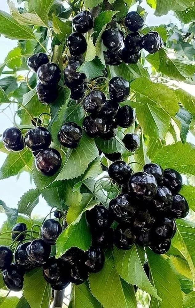 Sweet Cherry Hybrid Air Learning Grafted Fruit Plant (pack Of - 1)