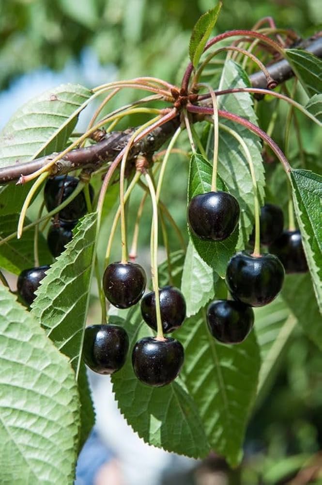Sweet Cherry Hybrid Air Learning Grafted Fruit Plant (pack Of - 1)