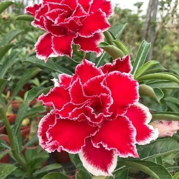 Adenium Obesum Desert Rose Hybrid Flowers Plant (pack Of- 6)