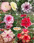 Adenium Obesum Desert Rose Hybrid Flowers Plant (pack Of- 6)