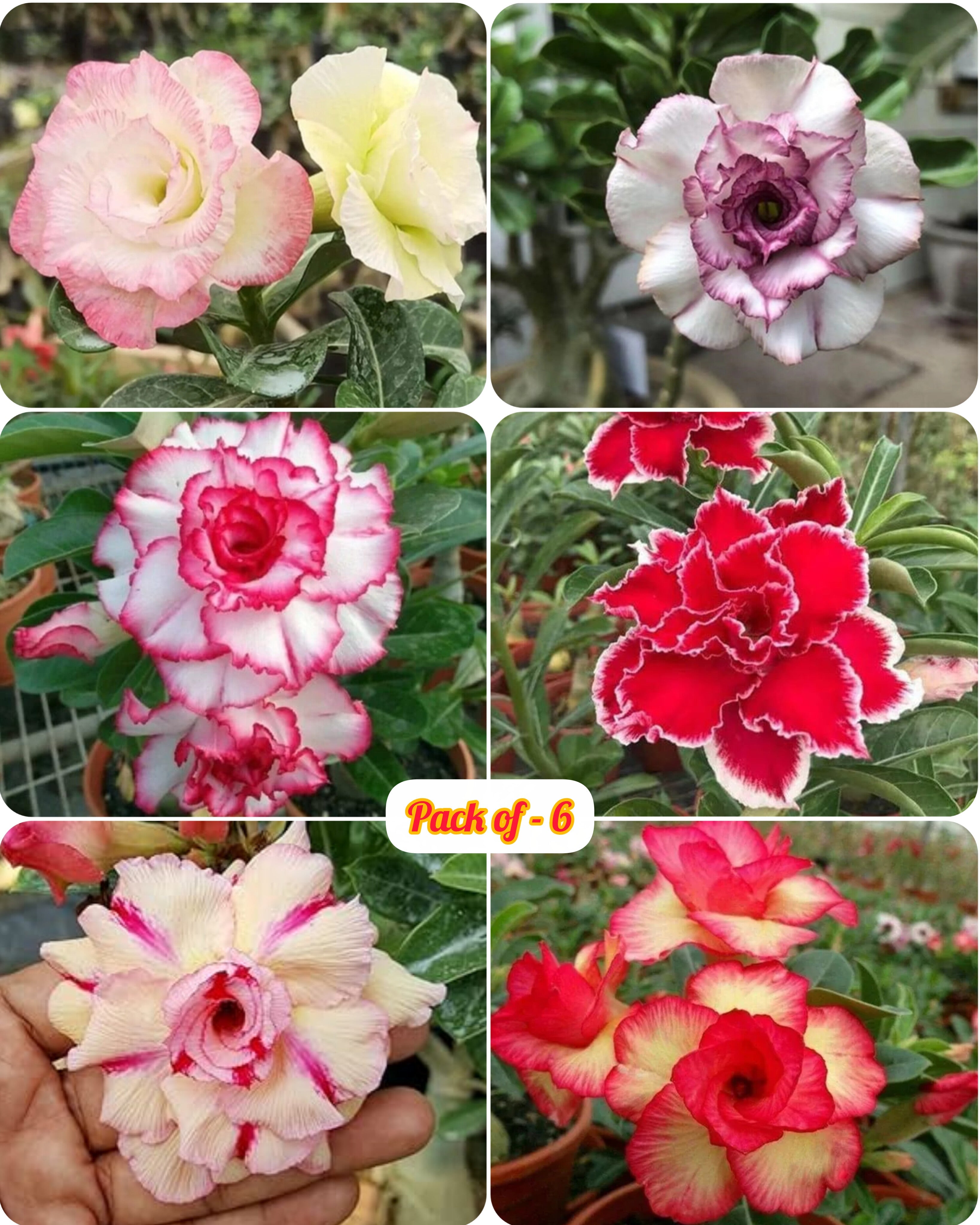 Adenium Obesum Desert Rose Hybrid Flowers Plant (pack Of- 6)