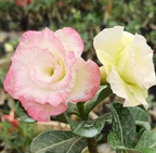 Adenium Obesum Desert Rose Hybrid Flowers Plant (pack Of- 6)