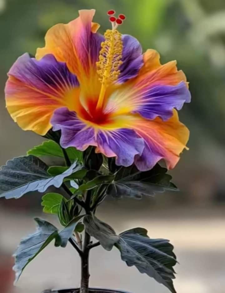 Multi Colour Rosa Hibiscus /Gudhal Flowers Live Plant Perfect For Your Balcony And Home Garden 1 Healthy Live Plant (Pack Of - 1)