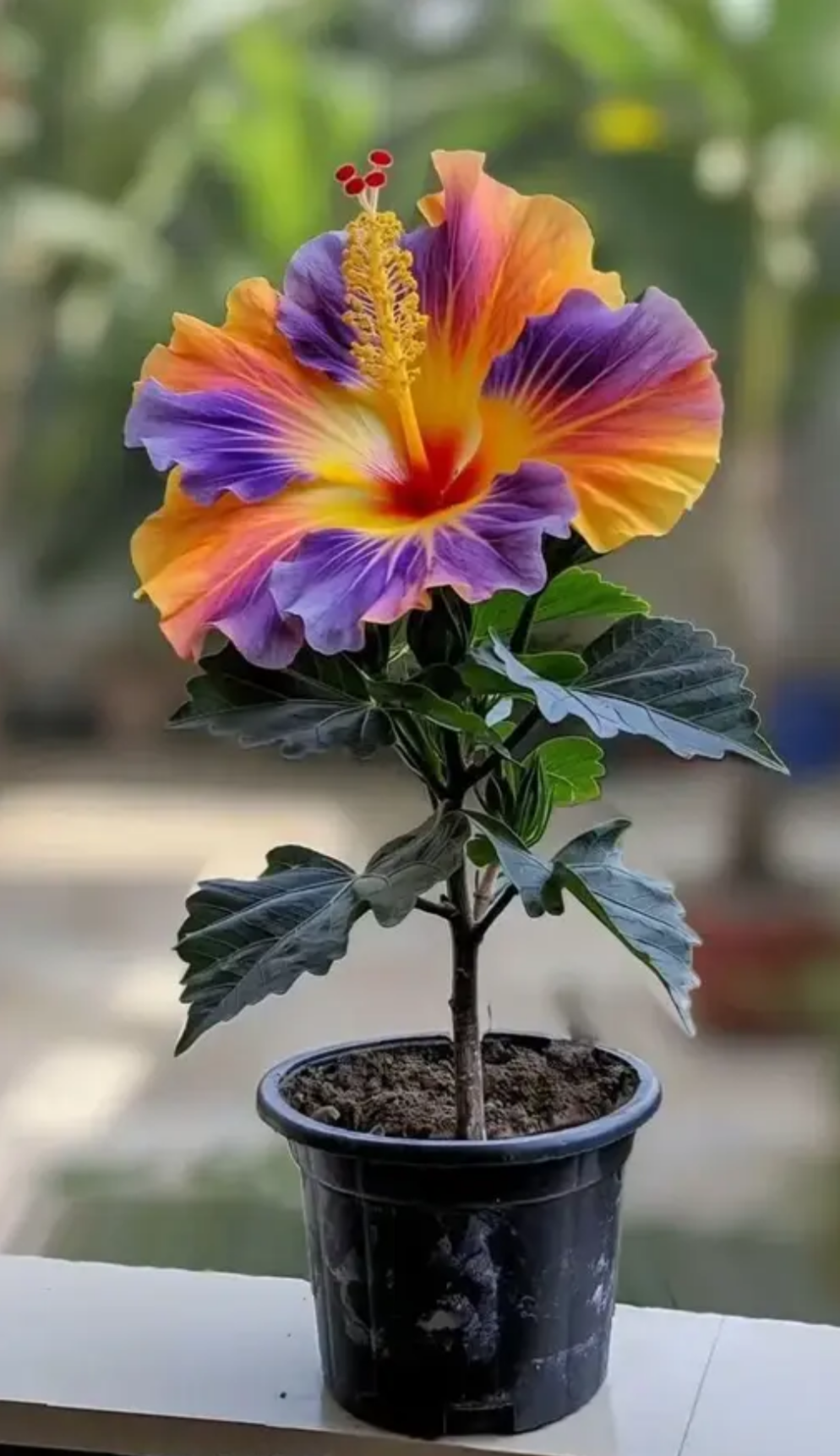 Multi Colour Rosa Hibiscus /Gudhal Flowers Live Plant Perfect For Your Balcony And Home Garden 1 Healthy Live Plant (Pack Of - 1)