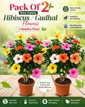 Pack Of 2 Rare Varitey Hibiscus /gudhal Flowers 1 Healthy Plant
