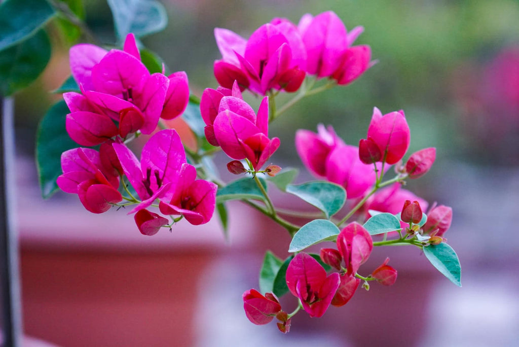 Watermelon Bougainvillea Flower Plant