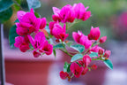 Watermelon Bougainvillea Flower Plant