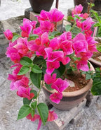 Watermelon Bougainvillea Flower Plant