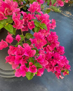 Watermelon Bougainvillea Flower Plant
