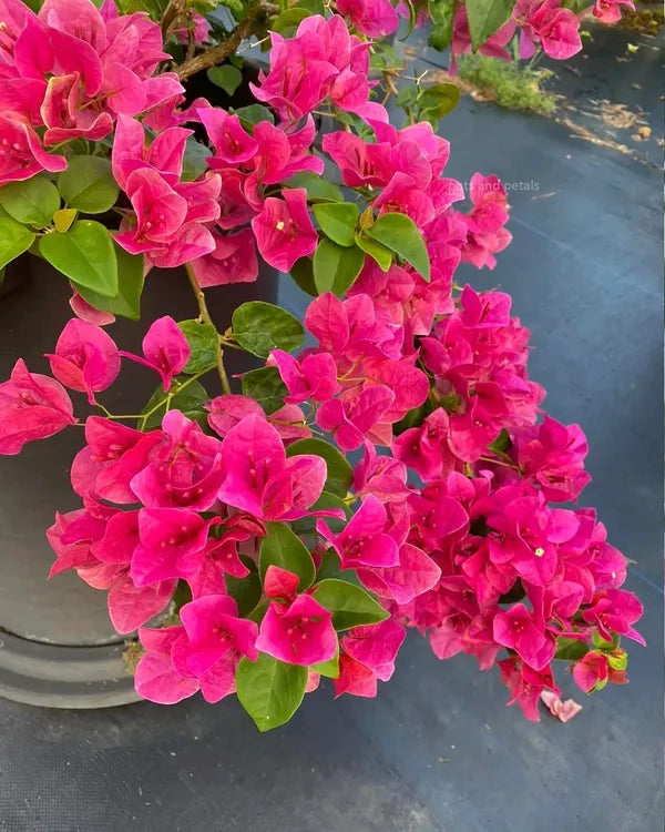 Watermelon Bougainvillea Flower Plant