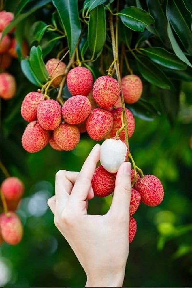 Muzaffar Shahi Litchi Hybrid Grafted Fruit Plant (pack Of - 1)