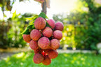 Muzaffar Shahi Litchi Hybrid Grafted Fruit Plant (pack Of - 1)