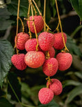 Muzaffar Shahi Litchi Hybrid Grafted Fruit Plant (pack Of - 1)