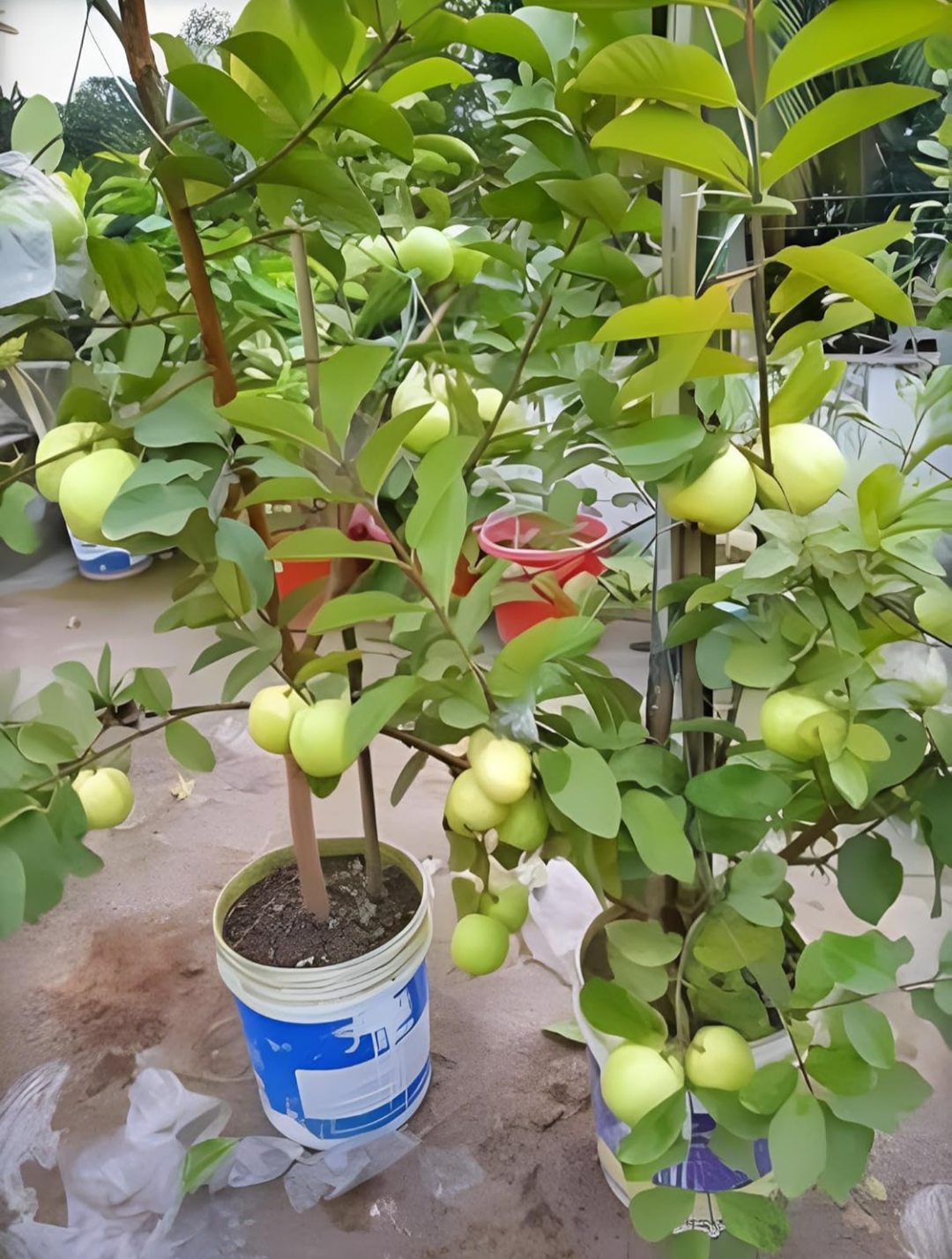 Pack Of 2 Nagpuri Sweet Orange (Santra) Grafted Fruit Plant + Thai Sweet Khaja Guava (Amrud) Air Layered Grafted Plant