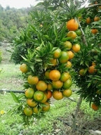 Pack Of 2 Nagpuri Sweet Orange (Santra) Grafted Fruit Plant + Thai Sweet Khaja Guava (Amrud) Air Layered Grafted Plant