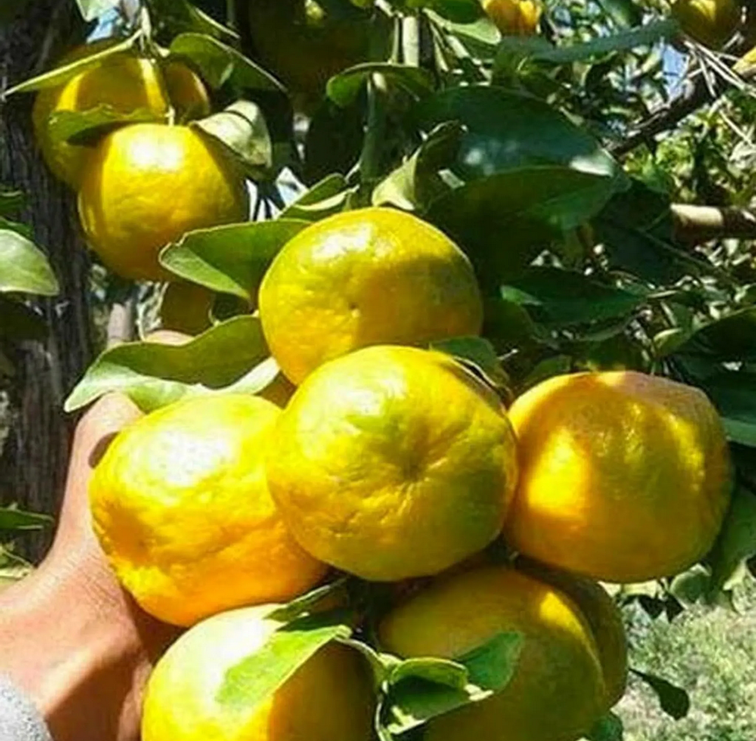 Pack Of 2 Nagpuri Sweet Orange (Santra) Grafted Fruit Plant + Thai Sweet Khaja Guava (Amrud) Air Layered Grafted Plant
