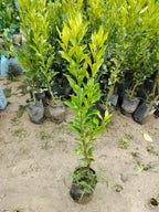 Pack Of 2 Nagpuri Sweet Orange (Santra) Grafted Fruit Plant + Thai Sweet Khaja Guava (Amrud) Air Layered Grafted Plant