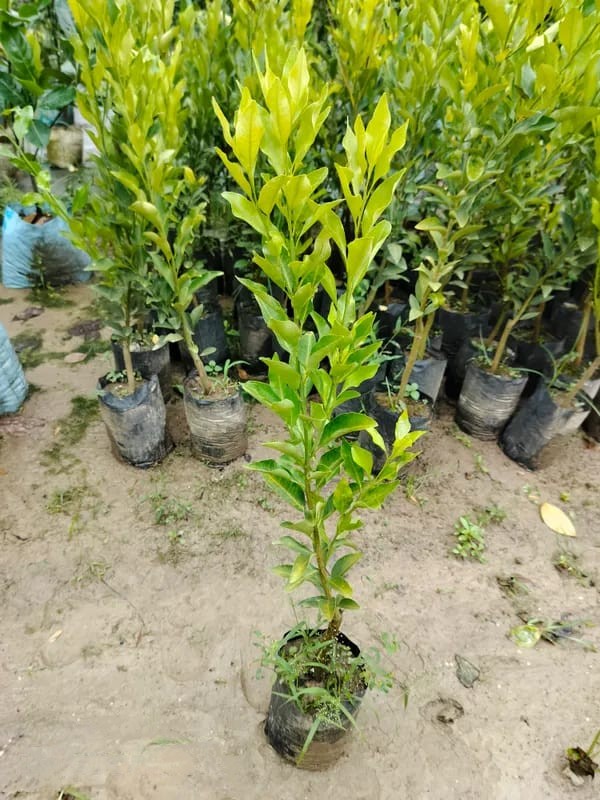 Pack Of 2 Nagpuri Sweet Orange (Santra) Grafted Fruit Plant + Thai Sweet Khaja Guava (Amrud) Air Layered Grafted Plant