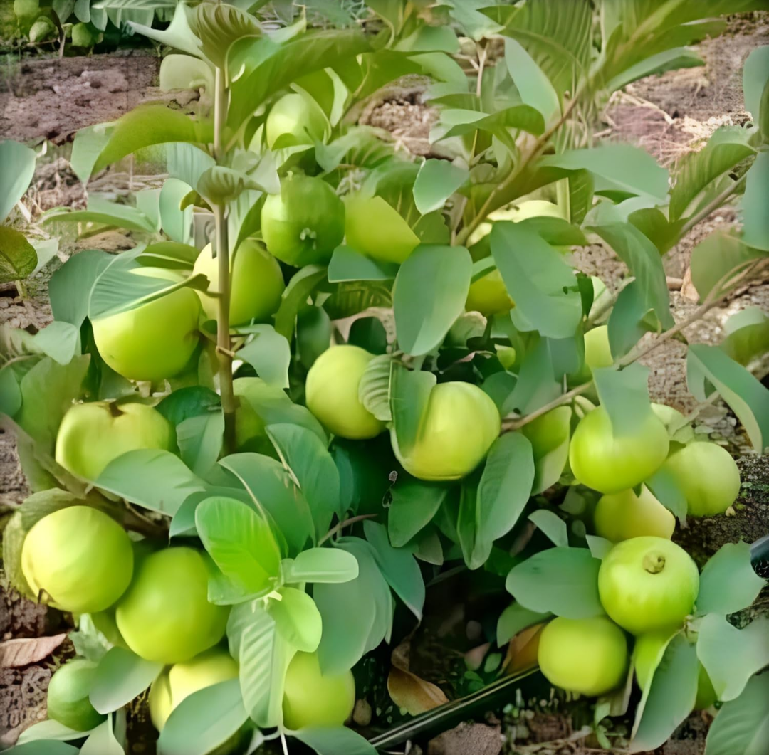 Pack Of 2 Nagpuri Sweet Orange (Santra) Grafted Fruit Plant + Thai Sweet Khaja Guava (Amrud) Air Layered Grafted Plant