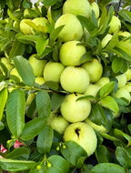 Pack Of 2 Nagpuri Sweet Orange (Santra) Grafted Fruit Plant + Thai Sweet Khaja Guava (Amrud) Air Layered Grafted Plant