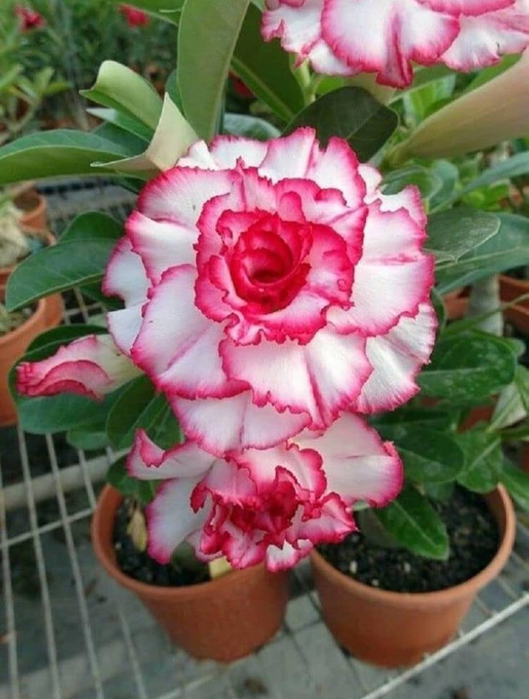 Adenium Plant Live Combo Without Pot Bonsai Multi Petal Desert Rose Pack Of - 6 (ALL plants are seedling Plants)