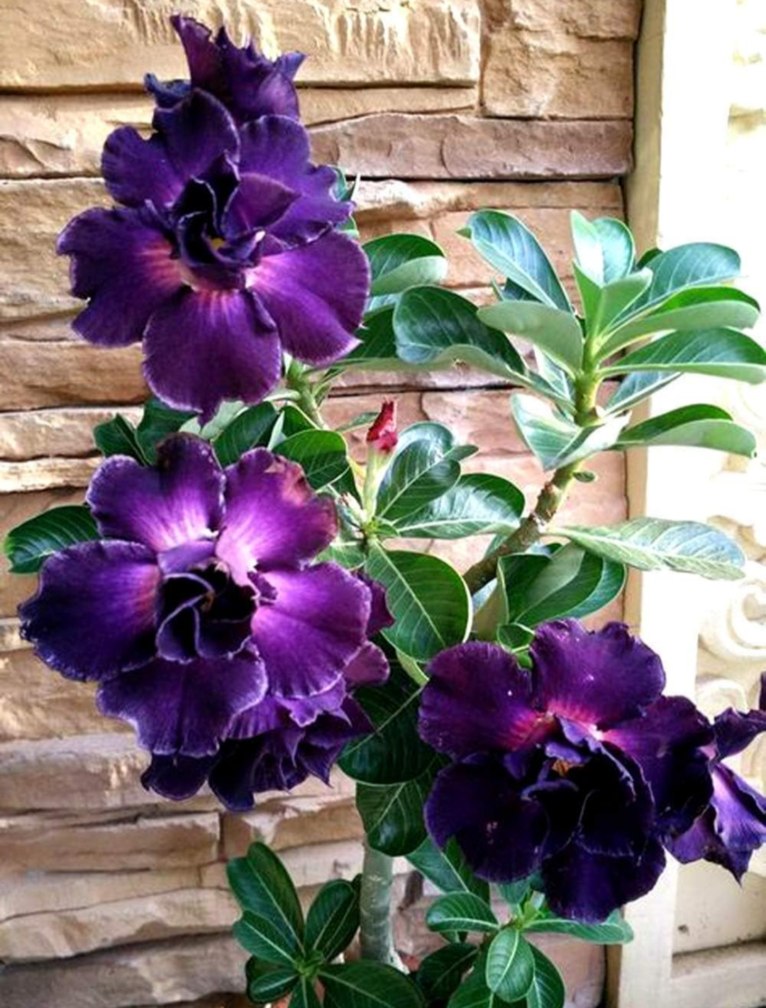 Adenium Plant Live Combo Without Pot Bonsai Multi Petal Desert Rose Pack Of - 6 (ALL plants are seedling Plants)