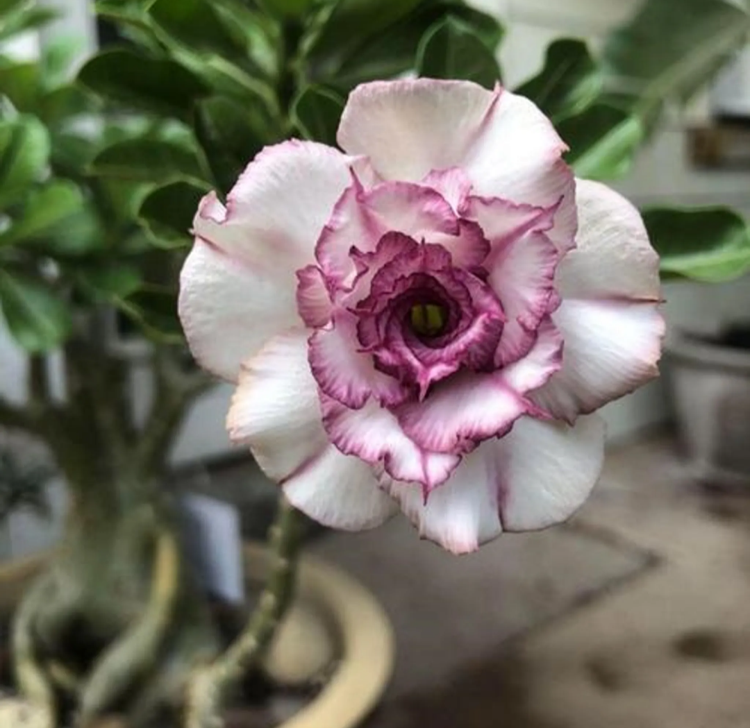 Adenium Plant Live Combo Without Pot Bonsai Multi Petal Desert Rose Pack Of - 6 (ALL plants are seedling Plants)