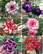Adenium Plant Live Combo Without Pot Bonsai Multi Petal Desert Rose Pack Of - 6 (ALL plants are seedling Plants)