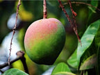 Rose Green Neelam Mango Grafted Fruit Plant