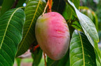 Rose Green Neelam Mango Grafted Fruit Plant
