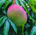 Rose Green Neelam Mango Grafted Fruit Plant
