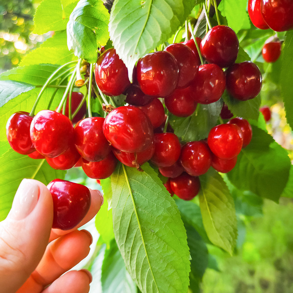 Pack of 2 Sweet Lapin Cherry Hybrid Air Layering Grafted Fruit Plant + Kiwi Fruit Hybrid Air Layering Grafted Plant