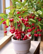 Sweet Lapin Cherry Hybrid Air Learning Grafted Fruit Plant (Pack Of - 1)
