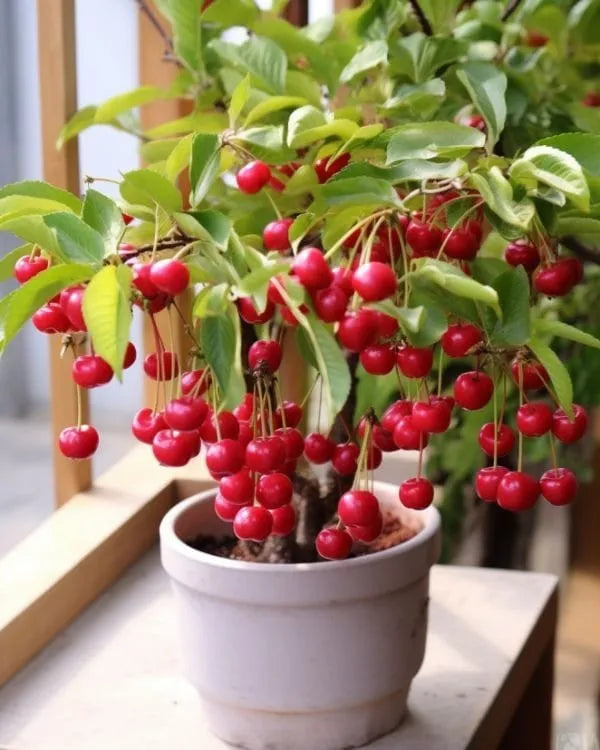 Sweet Lapin Cherry Hybrid Air Learning Grafted Fruit Plant (Pack Of - 1)