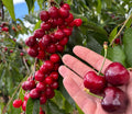 Sweet Lapin Cherry Hybrid Air Learning Grafted Fruit Plant (Pack Of - 1)