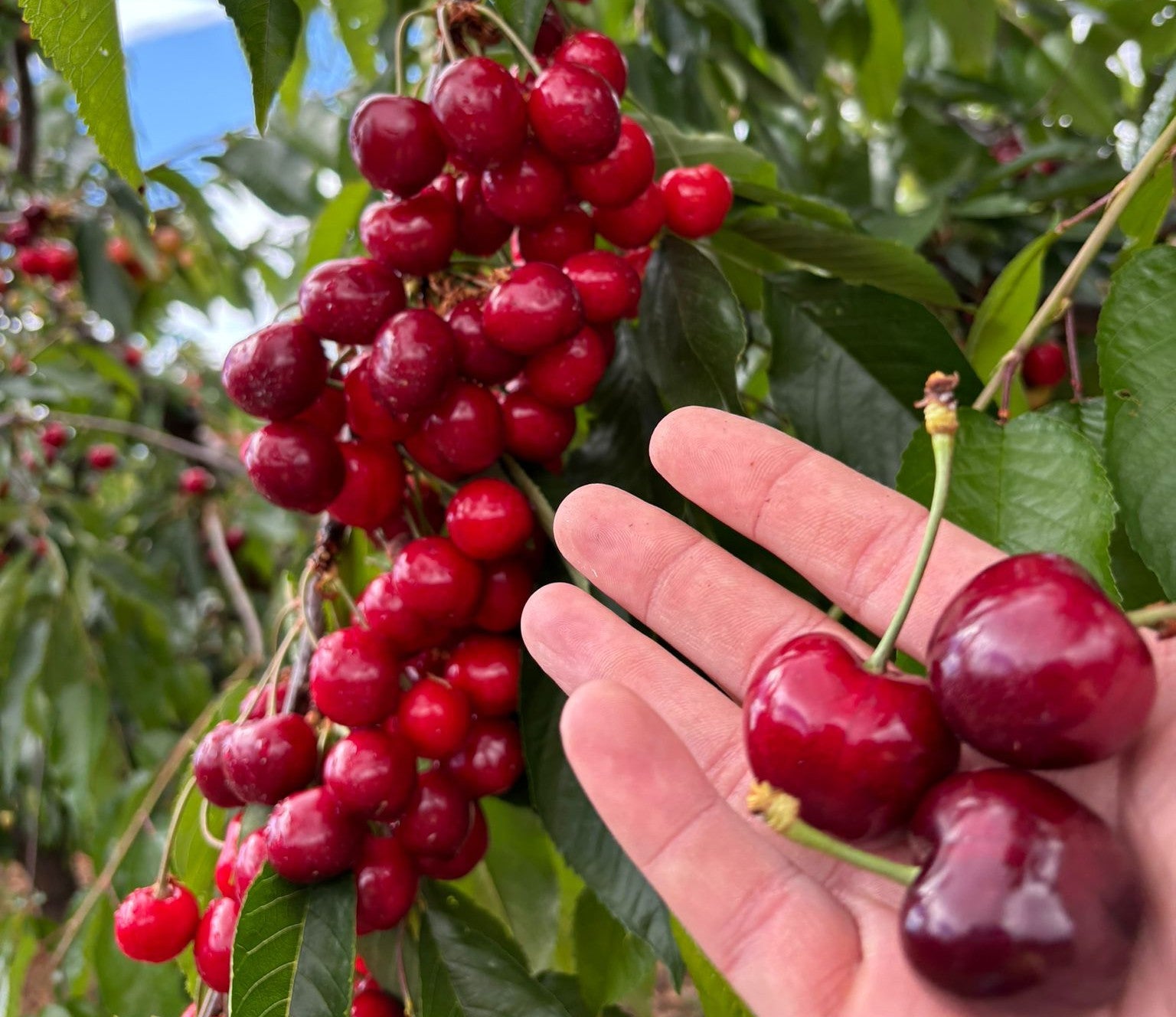 Sweet Lapin Cherry Hybrid Air Learning Grafted Fruit Plant (Pack Of - 1)