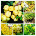 Star Gooseberry/phyllanthus Acidus- Fruit Plants & Tree