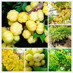 Star Gooseberry/phyllanthus Acidus- Fruit Plants & Tree