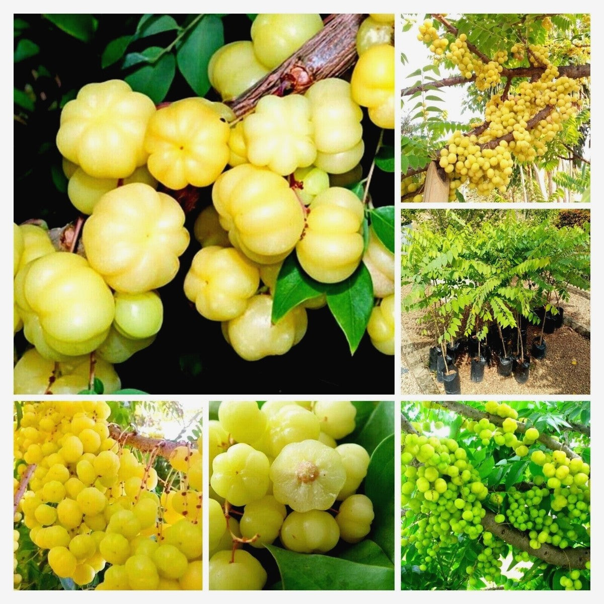 Star Gooseberry/phyllanthus Acidus- Fruit Plants & Tree