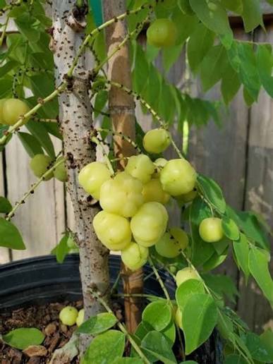 Star Gooseberry/phyllanthus Acidus- Fruit Plants & Tree